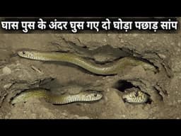 सुंखे घास में घुस गए दो सांप, फिर आप ही देखिए आगे क्या हुआ Rescue 2 Indian rat Snake