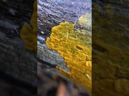 Slime Mold Plasmodia Pulsing In Time Lapse (Myxogastria)