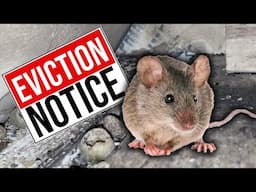 How to Get Rid of Mice | Find and Block Mouse Holes in Your House