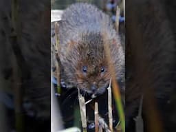 Finding UK animal that has lost 97% of its population