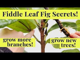 Fiddle Leaf Fig | How to get new branches and new plants!