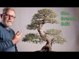 Bonsaify | Important Work on an Imported Chinese Elm Bonsai