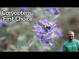 Caryopteris x clandonensis 'First Choice'