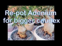 How to Re-Pot Adenium para mas Malaki ang Caudex