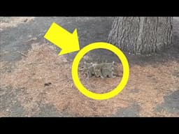 Man Sees Squirrels Protecting Something   When He Realizes What, He Bursts Into Tears