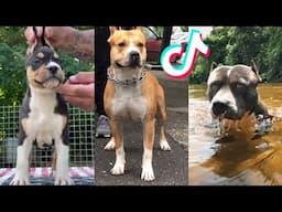 Amstaff are Badass and Cute - Tiktok Compilation!