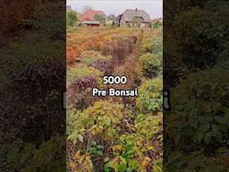 Transplanting prebonsai in fall