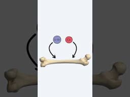 Why Strontium-90 Causes Bone Cancer