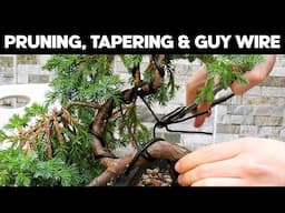 How To Make A Juniper Cascade Bonsai - Trunk Tapering & Wiring Techniques