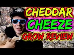 CHEDDAR CHEEZE ORGANIC BEAN TO HARVEST | REVIEW & KEY TAKEAWAYS