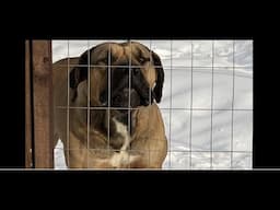 Boerboels | Big dogs with big hearts!