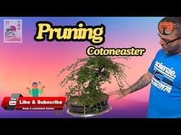 Pruning My Cotoneaster Bonsai (1 of 2)