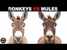 What Is The Difference Between Donkeys And Mules?