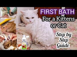 Give your kitten or cat first bath with these simple tips | Step by Step Guide | KITTYcat Vlogs