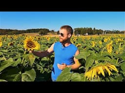 Why are Sunflowers Grown Commercially?