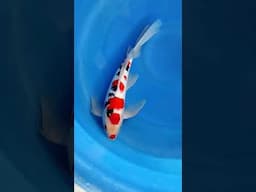 Kumpay Sankei 40bu (085646701272) #koi