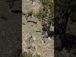 Angry Mountain Goat! #markhor #animals #nature #wildlife