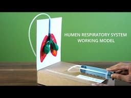 Make human respiratory system model / best and easy school project for students ( full tutorial )