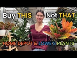 Buy THIS Not THAT - Big Box Plants - Plants I Stay Away From & What To Get Instead - Indoor Plants