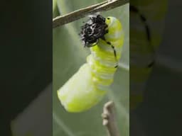 Buddy has been into caterpillars and butterfly’s lately so Justin took a time lapse to show Buddy.