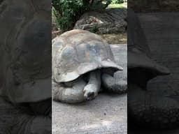 What Makes the Giant Tortoises So Magnificent? #shorts #gianttortoise