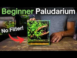 How To Make a No Filter Nano Paludarium - Beginner Tutorial