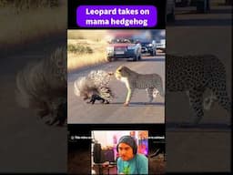 LEOPARD ATTACKS HEDGEHOG ! #nature #animals #crazy #reaction