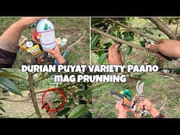 PAANO MAG PRUNNING,DURIAN PUYAT VARIETY