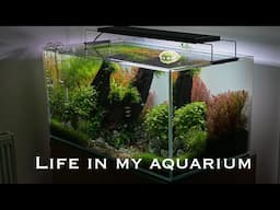 AQUARIUM SYMPHONY - Peaceful life of my aquarium (Relaxing cinematic aquascaping video)