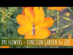 DYE FLOWERS OF JUNCTION GARDEN | ORGANIC COLOR | DESTINATION WORKSHOP | HARVESTING HUES IN MAINE