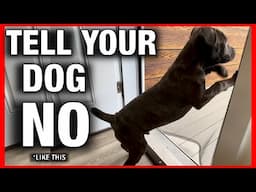 How to Get Your Dog to Stop Doing ANYTHING