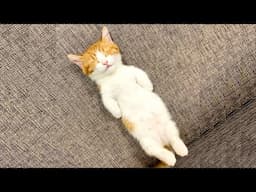 Funny Cats And Cute Kittens Sleeping In Weird Positions  Compilation || NEW