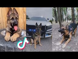 German Sheperds are Badass and Cute Compilation