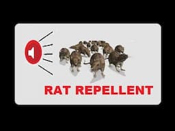 ANTI RAT REPELLENT - MOUSE KILLER SOUND - VERY HIGH PITCH SOUND 10 Hrs