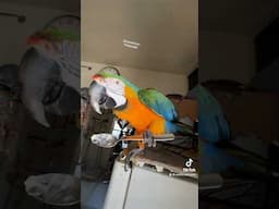 THIS MACAW IS MAGICAL!