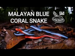 Colorful Malayan blue coral snake, unique venom and longest venom glands of all snakes