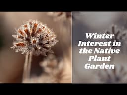 Native Plant Garden Tour Jan 2024 - Evergreen Groundcover, Wildlife Habitat & Winter Interest