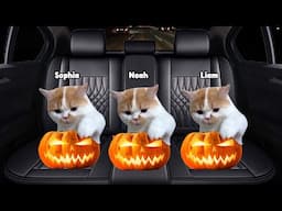 Cat Memes Family Road Trip Halloween Vacation