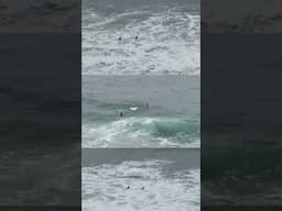 morning dips at windansea beach