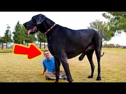 THE BIGGEST GREAT DANES DOGS EVER