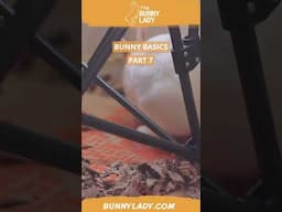 Bunny Basics 7: more rabbit-proofing #rabbits #rabbitcaretips  #petbunny