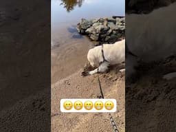 Happy Doggy beaks the lake! #dog #funny