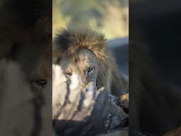 Release the lion #shortvideo #shorts #shortsyoutube #lion #everseensa