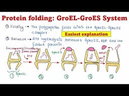 Protein folding | GroEL-GroES system