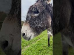 ASMR Donkey Eating