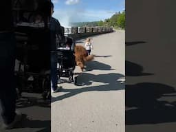 Wally's Small human takes him for a walk in Niagara Falls