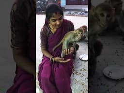 Chulbuli and vanar sena funny chana party video #monkey #monki #funnyvideos #monkeylove