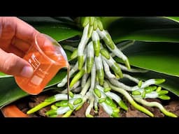 The Most Powerful Organic Fertilizer! More Roots And Orchids Bloom Overnight!