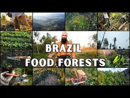 LESSONS from Food Forest BLACK BELTS in Brazil / Syntropic Agroforestry