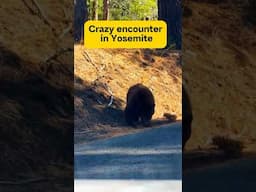 Crazy encounter in Yosemite!